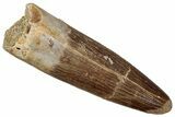 Fossil Plesiosaur (Zarafasaura) Tooth - Morocco #349850-1